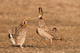 Image. Greater Prairie Chicken