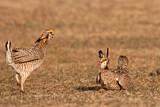Image. Greater Prairie Chicken