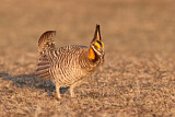 Image. Greater Prairie Chicken