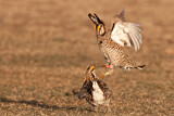 Image. Greater Prairie Chicken