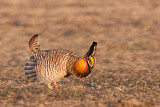 Image. Greater Prairie Chicken