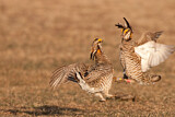 Image. Greater Prairie Chicken