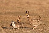 Image. Greater Prairie Chicken