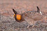 Image. Greater Prairie Chicken