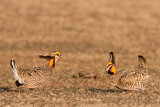 Image. Greater Prairie Chicken