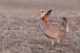 Image. Greater Prairie Chicken