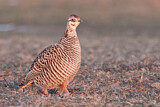 Image. Greater Prairie Chicken