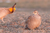 Image. Greater Prairie Chicken
