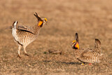 Image. Greater Prairie Chicken
