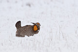 Image. Greater Prairie Chicken