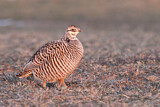 Image. Greater Prairie Chicken
