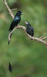 Image. Greater Racket-tailed Drongo