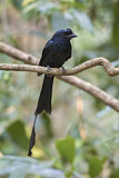 Image. Greater Racket-tailed Drongo
