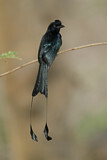 Image. Greater Racket-tailed Drongo