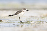 Image. Greater Sand Plover
