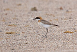 Image. Greater Sand Plover