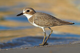 Image. Greater Sand Plover