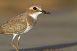 Image. Greater Sand Plover