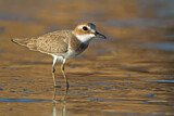 Image. Greater Sand Plover