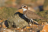 Image. Greater Sand Plover