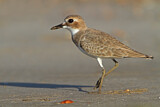 Image. Greater Sand Plover