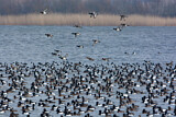 Image. Greater Scaup & Tufted Duck