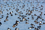 Image. Greater Scaup & Tufted Duck