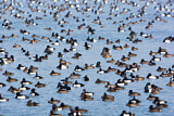 Image. Greater Scaup & Tufted Duck