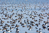 Image. Greater Scaup & Tufted Duck