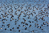 Image. Greater Scaup & Tufted Duck