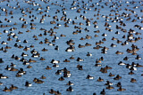 Image. Greater Scaup & Tufted Duck