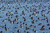 Image. Greater Scaup & Tufted Duck