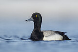 Image. Greater Scaup