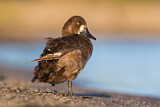 Image. Greater Scaup