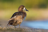Image. Greater Scaup