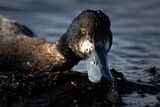 Image. Greater Scaup