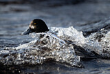 Image. Greater Scaup