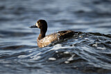 Image. Greater Scaup