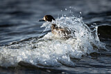 Image. Greater Scaup