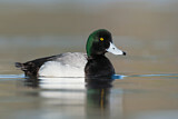 Image. Greater Scaup