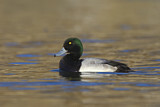 Image. Greater Scaup