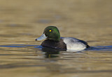 Image. Greater Scaup