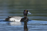 Image. Greater Scaup