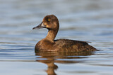 Image. Greater Scaup
