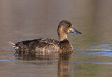 Image. Greater Scaup