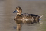 Image. Greater Scaup