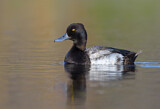 Image. Greater Scaup