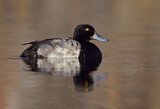 Image. Greater Scaup
