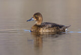 Image. Greater Scaup