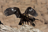 Image. Greater Spotted Eagle